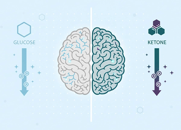 Illustration comparing glucose and ketone bodies as brain fuels, showing how the brain adapts to ketones on a ketogenic diet